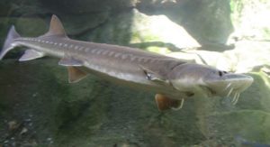 fishing sturgeon