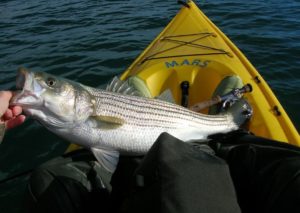 striped bass fishing